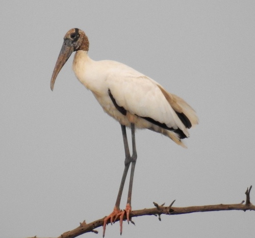 Wood Stork
