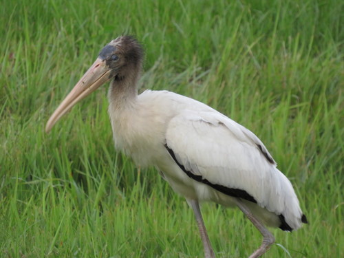 Wood Stork