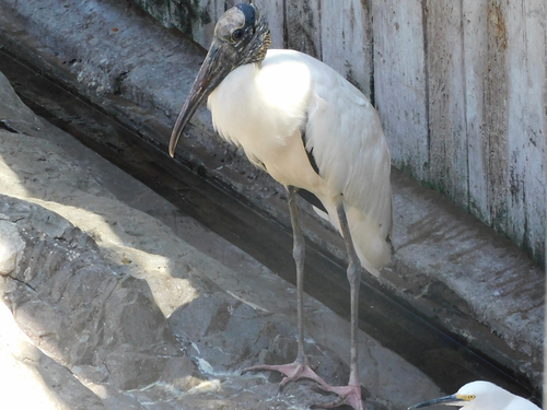 Wood Stork