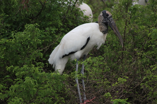 Wood Stork