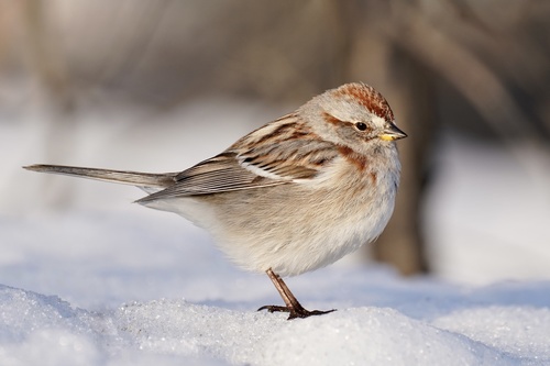 American Tree Sparrow