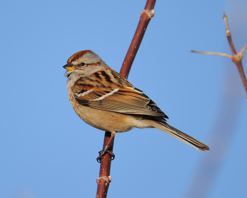 American Tree Sparrow