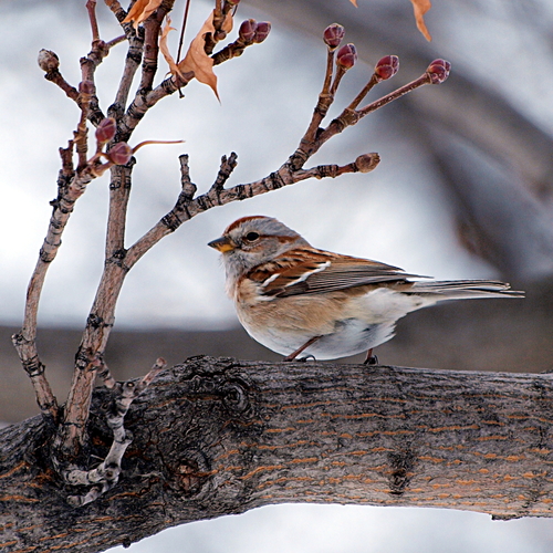 American Tree Sparrow