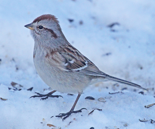 American Tree Sparrow