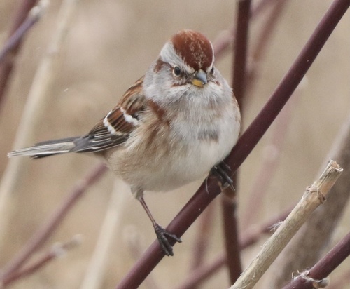 American Tree Sparrow