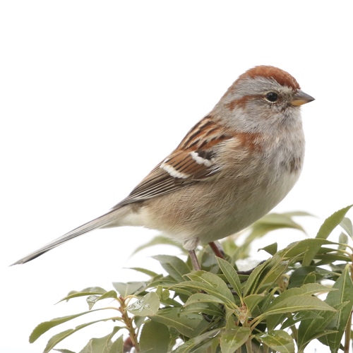American Tree Sparrow