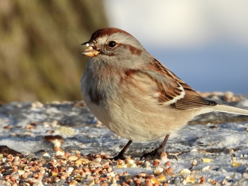 American Tree Sparrow