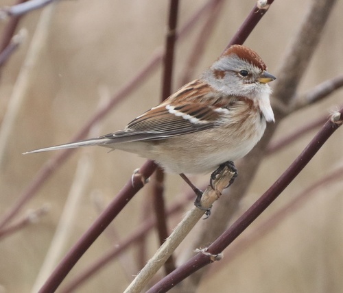 American Tree Sparrow