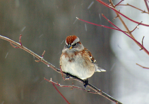 American Tree Sparrow