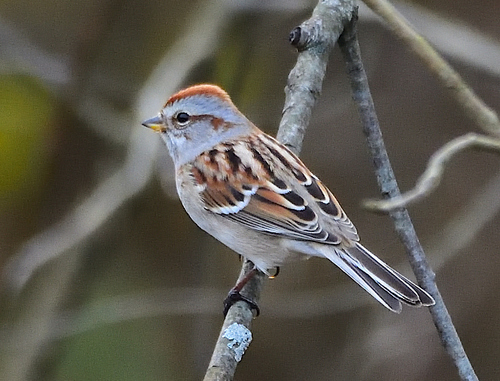 American Tree Sparrow