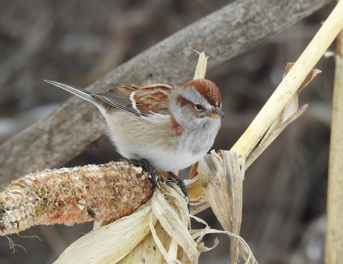 American Tree Sparrow