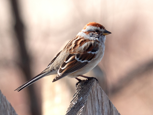 American Tree Sparrow
