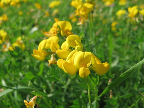 bird's-foot trefoil