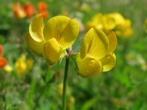 bird's-foot trefoil
