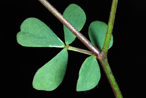 bird's-foot trefoil