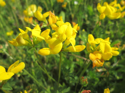 bird's-foot trefoil