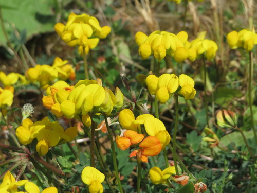 bird's-foot trefoil