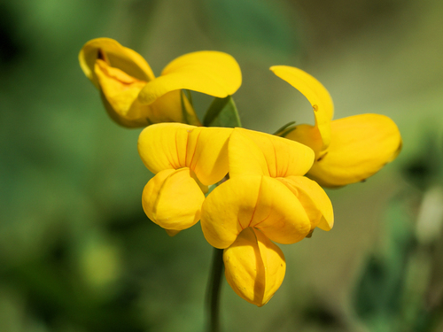 bird's-foot trefoil