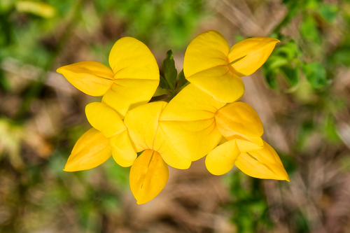 bird's-foot trefoil