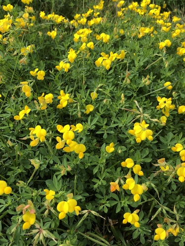 bird's-foot trefoil