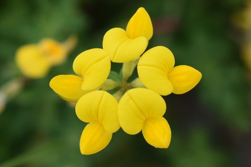 bird's-foot trefoil