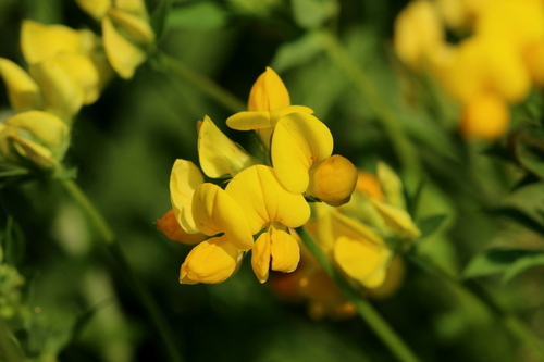 bird's-foot trefoil