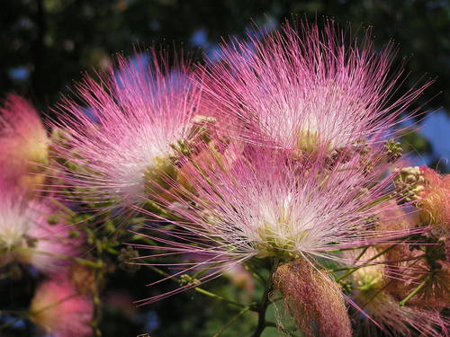 Persian silk tree