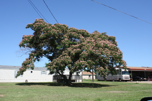 Persian silk tree