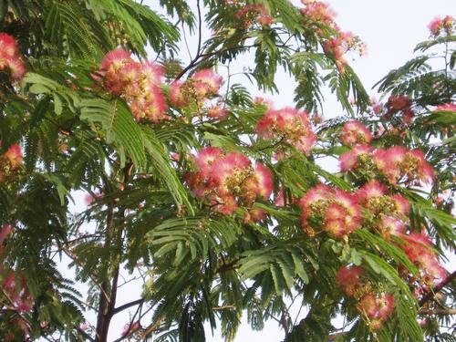 Persian silk tree