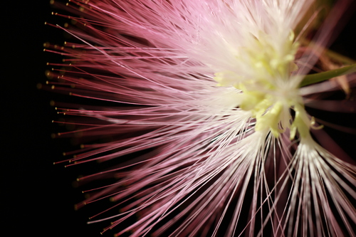 Persian silk tree