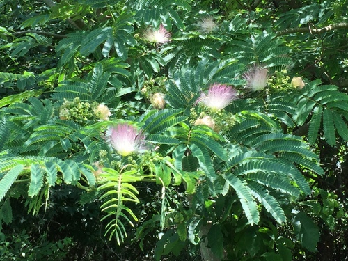 Persian silk tree