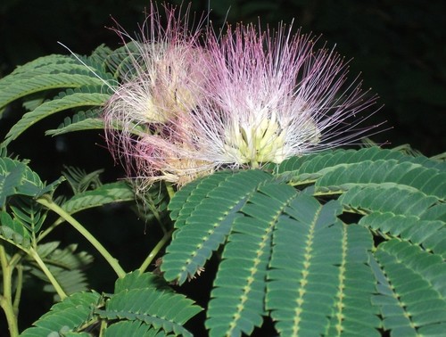 Persian silk tree