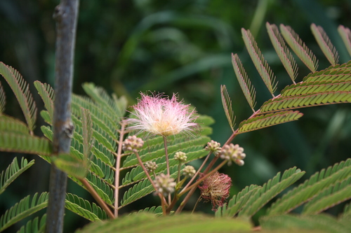 Persian silk tree