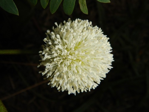 White leadtree
