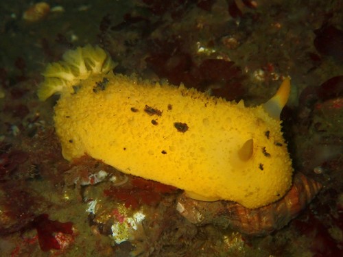 Monterey Dorid