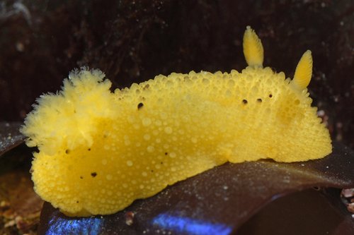 Monterey Dorid