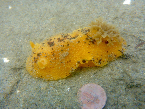 Monterey Dorid