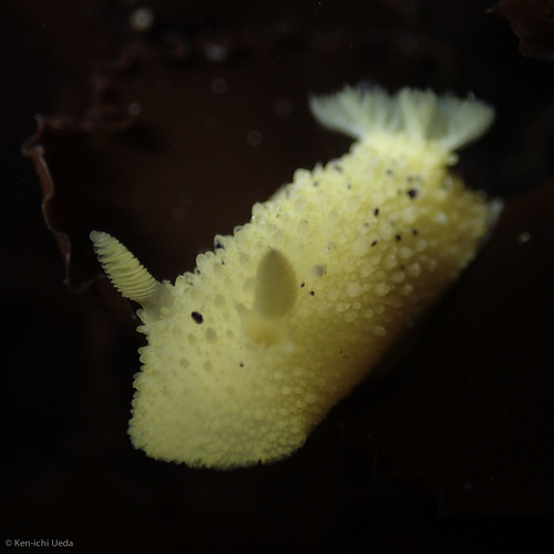 Monterey Dorid