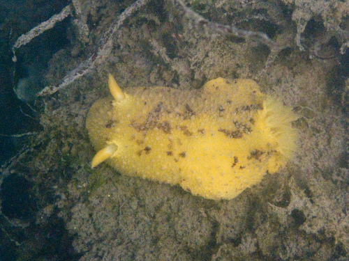Monterey Dorid
