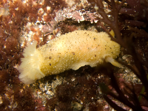 Monterey Dorid