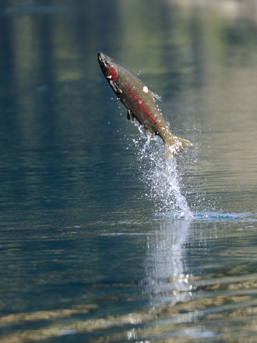 Rainbow Trout