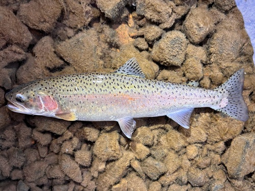 Rainbow Trout