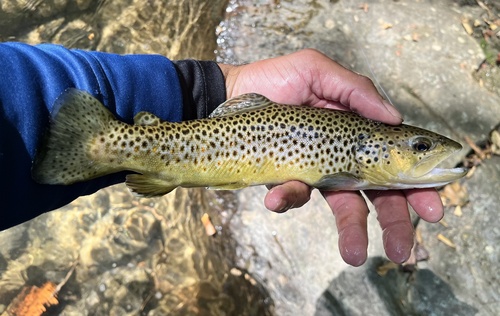 Brown Trout