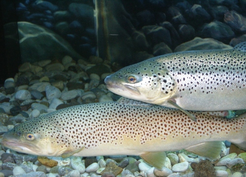 Brown Trout