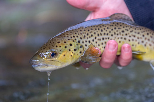Brown Trout