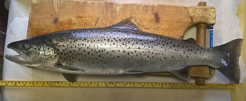 Brown Trout