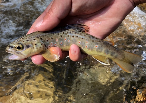 Brown Trout