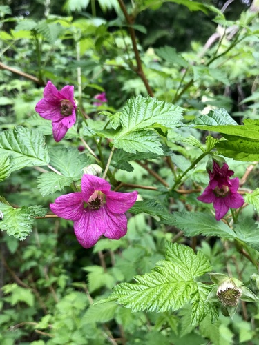 Salmonberry