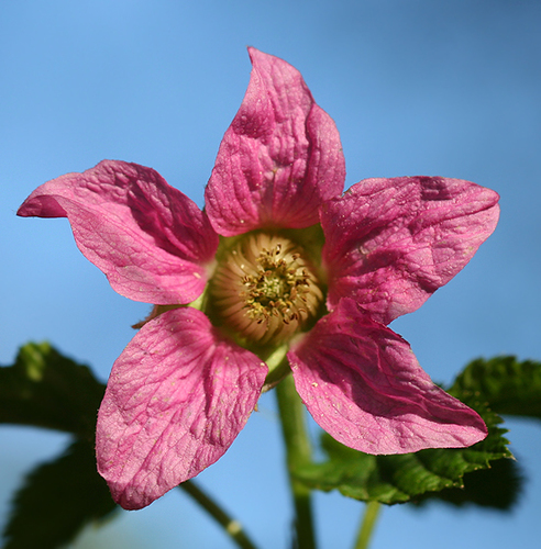 Salmonberry