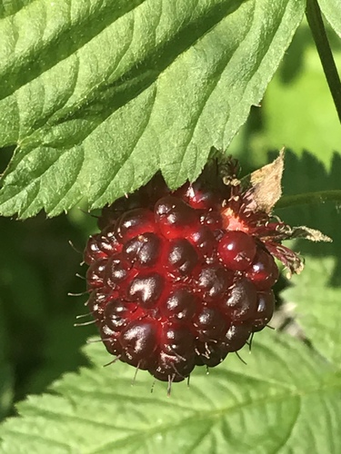 Salmonberry